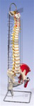 Deluxe Flexible Spine with femur heads and painted muscles